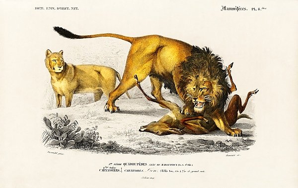 Лев (Panthera Leo)