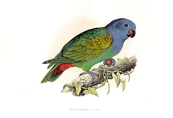 Red-vented Parrot