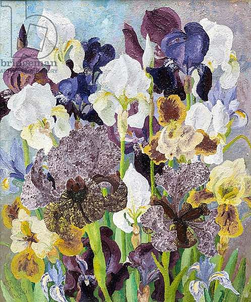 May Flowering Irises, 1935