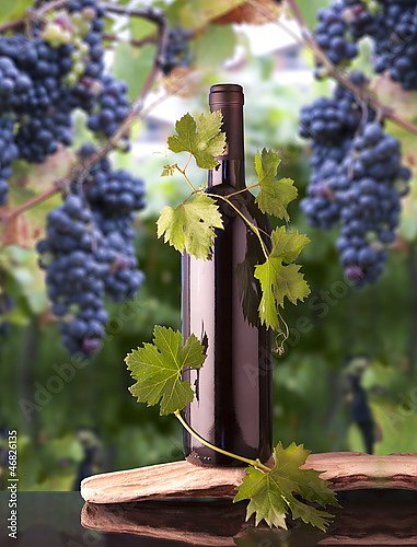 Вино на винограднике