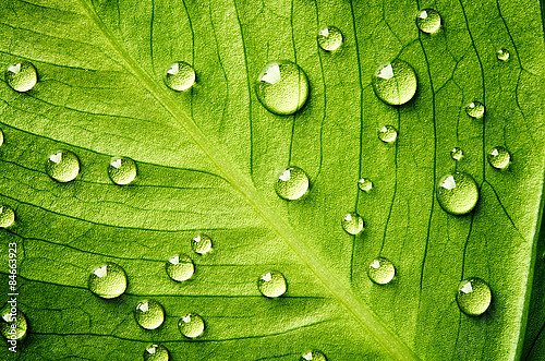 Зеленый лист с каплями воды №2