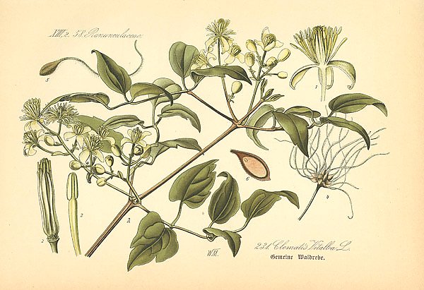 Flora von Deutschland №15