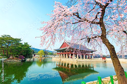 Постер Кенбоккун, дворец в вишневом саду весной, Южная Корея
