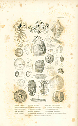 Постер Balanus ovularis, Animal of Bal. sulcatus, Acasta spinosula, Aca. Montagui, Conia radiata 1