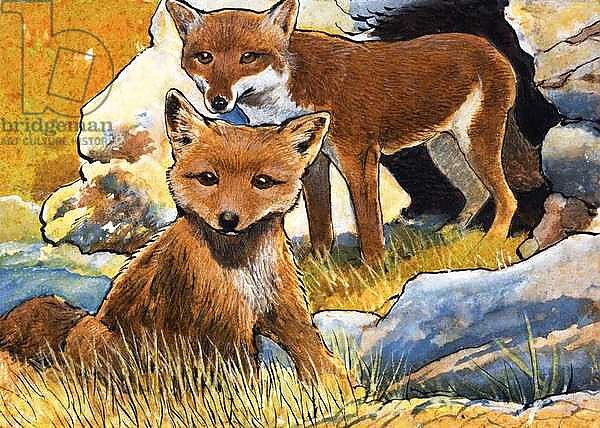 Wind From the North: Facts about Foxes