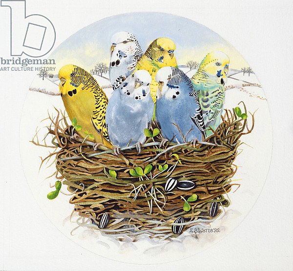 Budgerigars in a Nest, 1995
