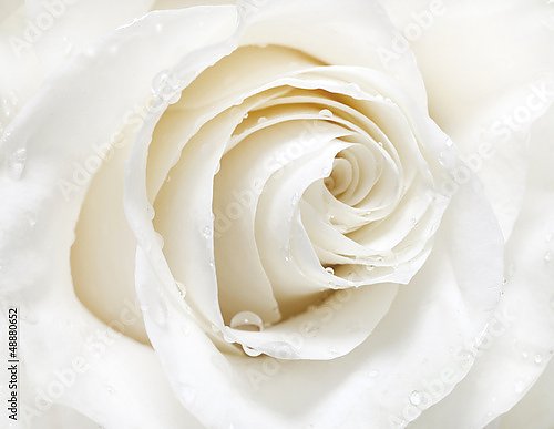 Белая роза макро с каплями