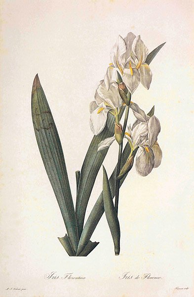 Iris germanica L
