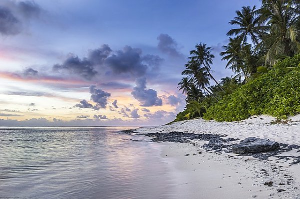 Тропический пляж с ракушками и пальмами