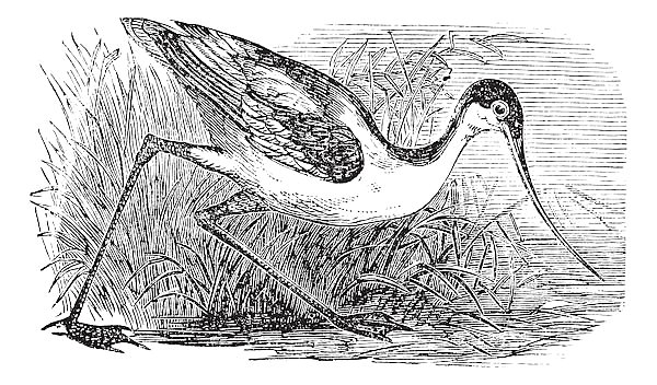 Black-capped Avocet or Recurvirostra bird. Vintage engraved.
