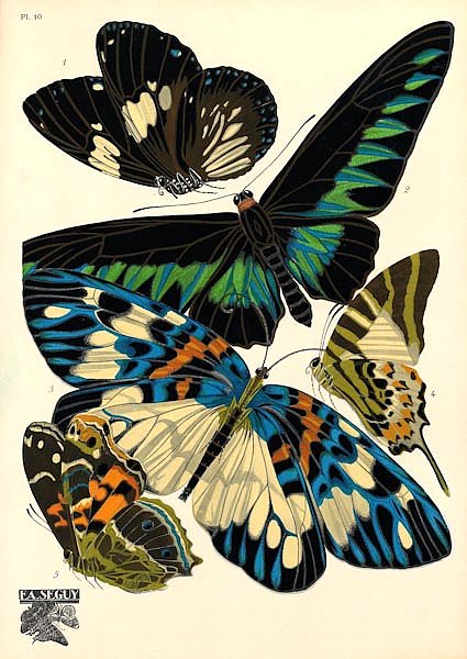 Papillons by E. A. Seguy №2