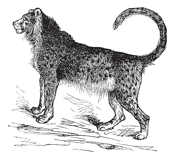 Cheetah (Acinonyx jubatus) vintage engraving
