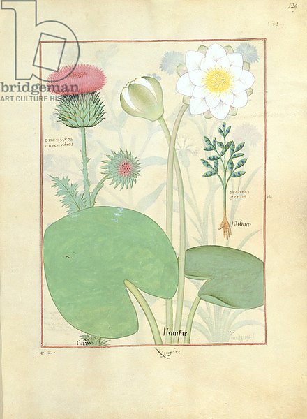 Ms Fr. Fv VI #1 fol.129r Plumed thistle, Water lily and Castor bean plan