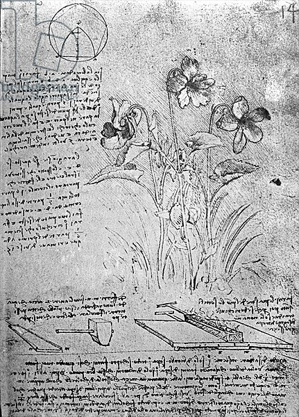 Studies of Violas, fol. 14r from Manuscript B, c.1487-90