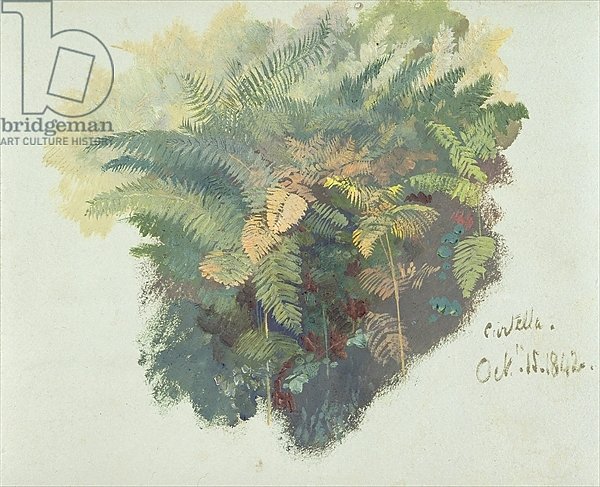 A Study of Ferns, Citivella, 1842,