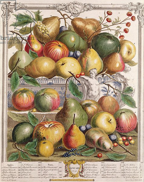 January, from 'Twelve Months of Fruits', by Robert Furber engraved by Gerard Vandergucht 1732