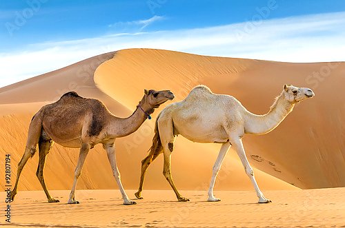 Верблюды идущие по пустыне, ОАЭ