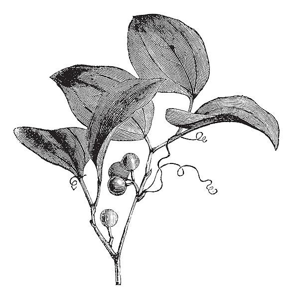 Common Greenbriar or Smilax rotundifolia vintage engraving