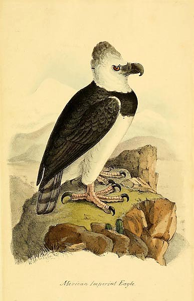 Mexican Imperial Eagle