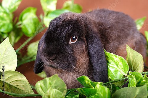 Кролик в листьях