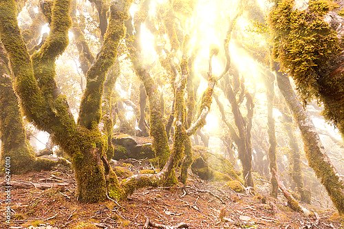 Постер Дикие леса горы Мальборо, Новая Зеландия