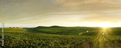 Панорама с закатом и виноградниками