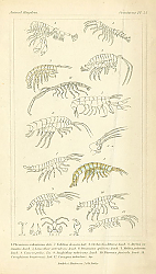 Постер Crustacea №3