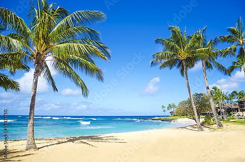 Пальмы на песчаном пляже на Гавайях