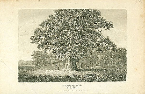 Swilcar Oak, Staffordshire 1