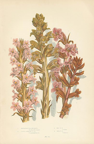Greater Broomrape, Clove Scented b.r., Red b.r., Tall b.r.