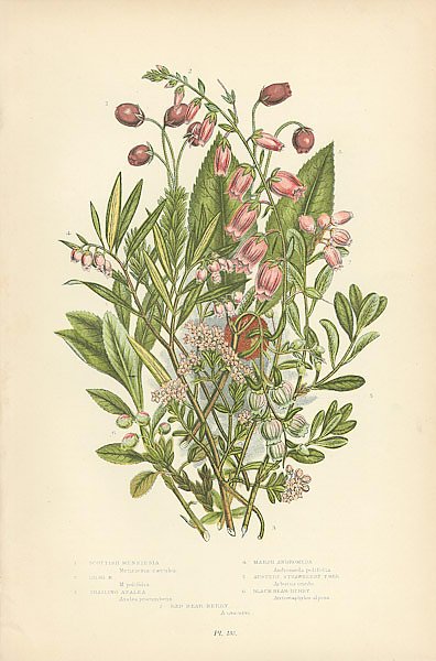 Постер Scottish Menziesia, Irish m., Trailing Azalea, Marsh Andromeda, Austere Strawberry Tree, Black Bear-