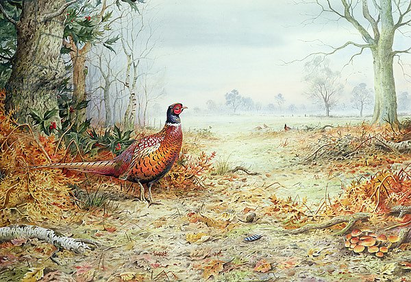 Cock Pheasant 1
