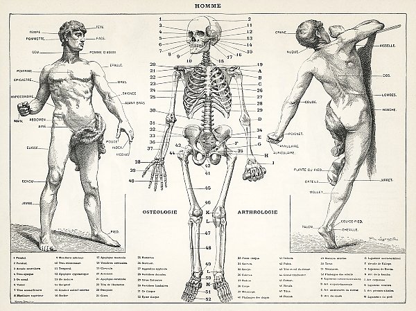 Старинная иллюстрация человеческого тела (1900) 