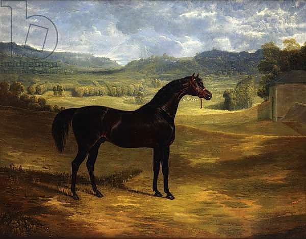 Jack Spigot, a Dark Bay Racehorse in a Paddock at Bolton Hall, 1824