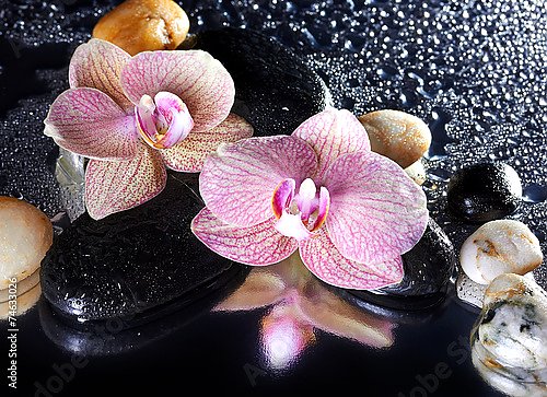 Цветки орхидеи, капли и камни