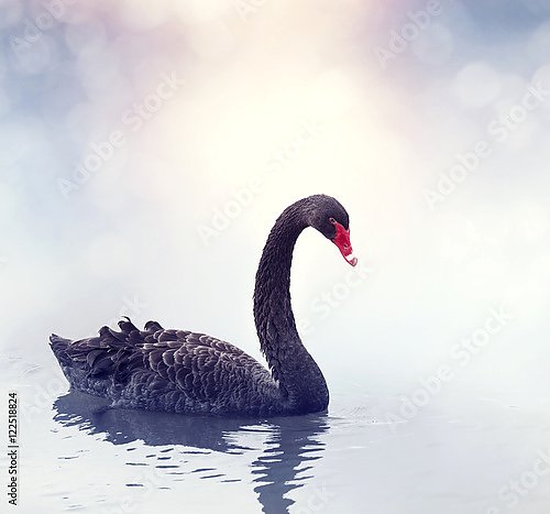 красивый чёрный лебедь на воде
