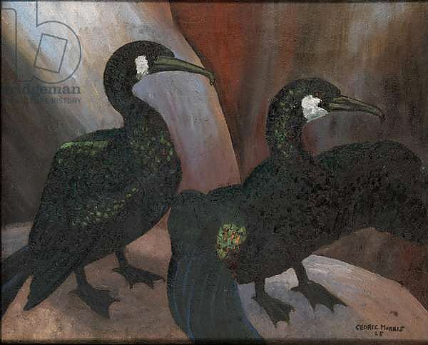 Green Cormorants, 1925