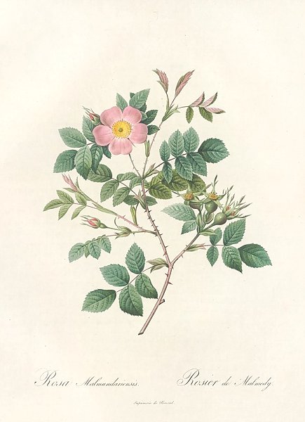Rosa Malmundariensis