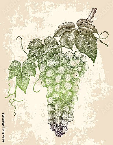 Ветка созревающего винограда