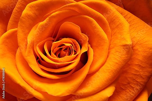 Оранжевая роза макро