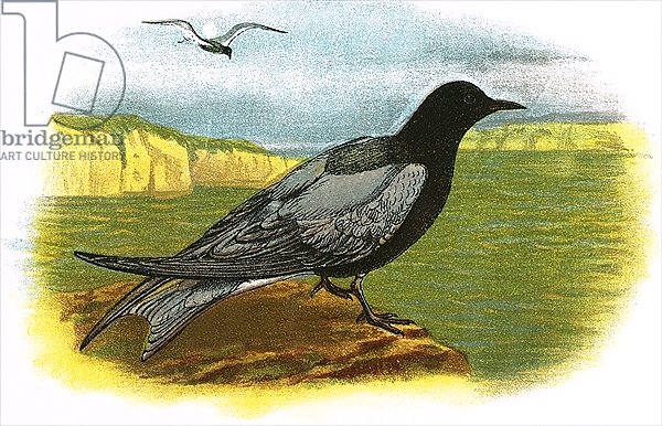 Black Tern 3