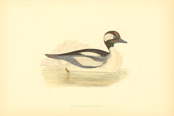 Buffel-Headed Duck