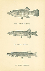 Постер The Common Killfish, The Banded Pickerel, The Little Pickerel 1