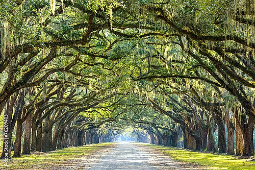 США, Джорджия. Country Road Lined with Oaks in Savannah