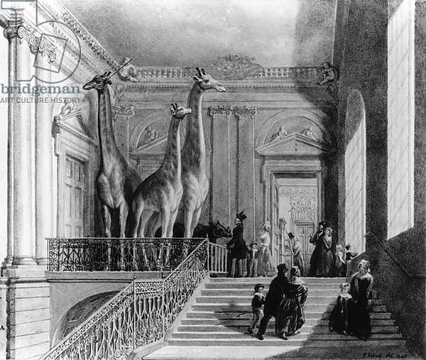 Giraffes on the staircase in the British Museum, 1845