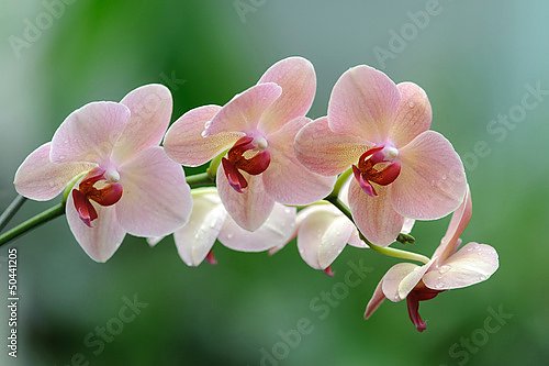 Постер Орхидея 9