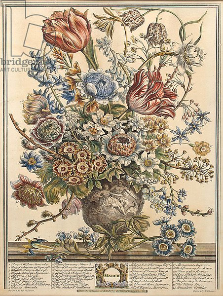 March, from 'Twelve Months of Flowers' by Robert Furber engraved by Henry Fletcher 2