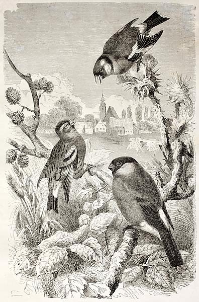 Goldfinch, Siskin and Bullfinch old illustration. Created by Kretschmer and Jahrmargt, published on 
