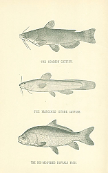 Постер The Common Catfish, The Margined Stone Catfish, The Big-mouthed Buffalo Fish 2