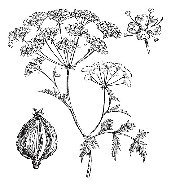 Hemlock or Poison Hemlock or Conium maculatum vintage engraving